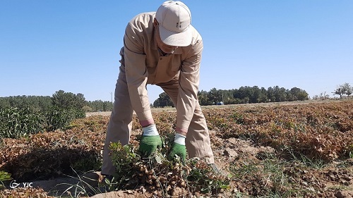 برداشت بادام زمینی برای اولین بار در گناباد