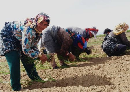 آغاز کشت نشایی پیاز در شهرستان جوین