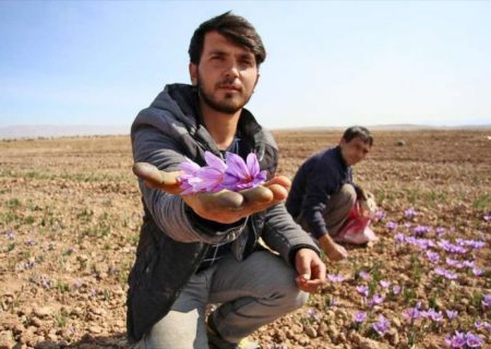 حمایت زعفران کاران برای جمع شدن مافیای طلای سرخ