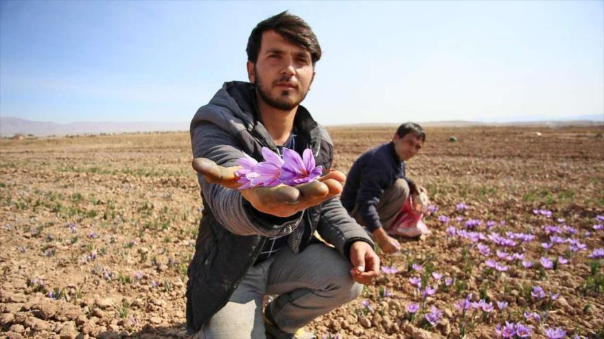 حمایت زعفران کاران برای جمع شدن مافیای طلای سرخ
