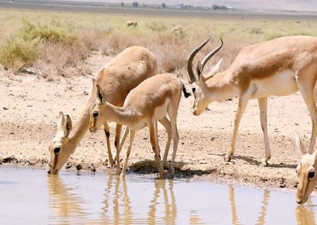 زنجیر خشکسالی بر پای آهوان خراسان رضوی