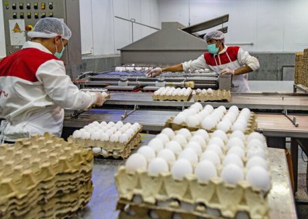 مشهد اولین و طرقبه  شاندیز دومین تولید کنندگان تخم مرغ در خراسان رضوی هستند