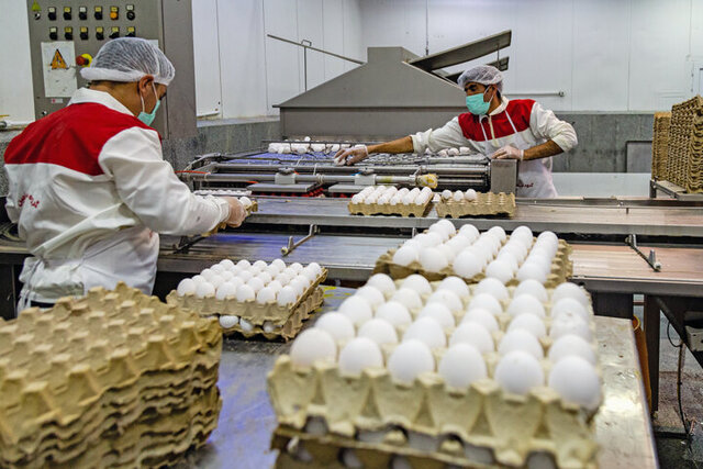 مشهد اولین و طرقبه  شاندیز دومین تولید کنندگان تخم مرغ در خراسان رضوی هستند
