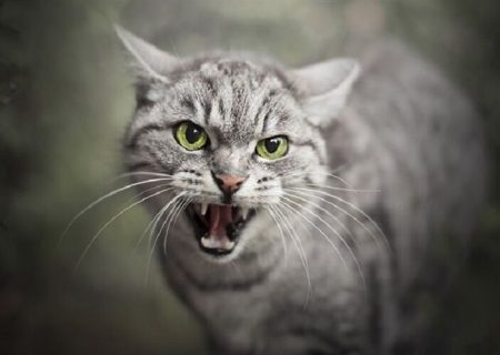 ۲۰ درصد حیوان‌گزیدگی‌های مشهد کار گربه‌هاست!