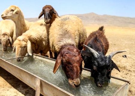 وجود ۱۷۸ دامداری غیر مجاز در مشهد