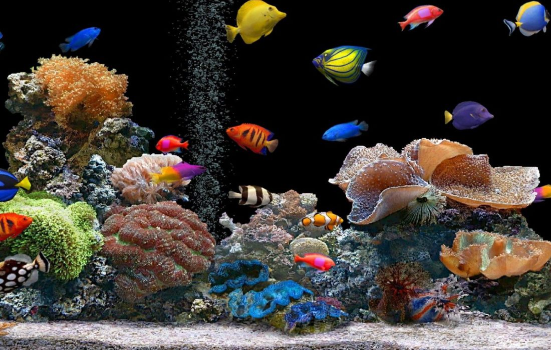 رهاسازی ۴ میلیون و ۲۰۰ هزار ماهی زینتی در استخرهای خوشاب