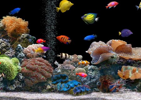 رهاسازی ۴ میلیون و ۲۰۰ هزار ماهی زینتی در استخرهای خوشاب