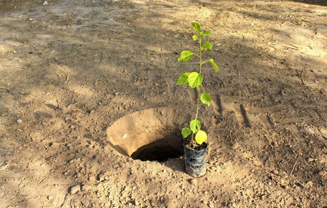 ۸ میلیون و ۵۰۰ هزار اصله نهال در استان خراسان رضوی کاشته خواهد شد