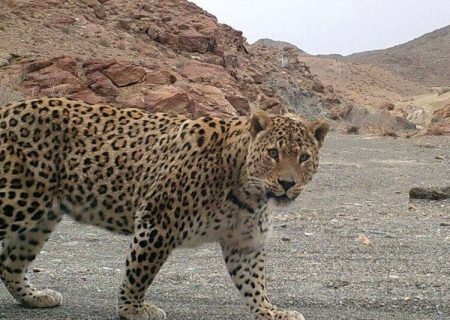 ثبت حضور یک خانواده جدید پلنگ ایرانی در پارک ملی «تندوره»