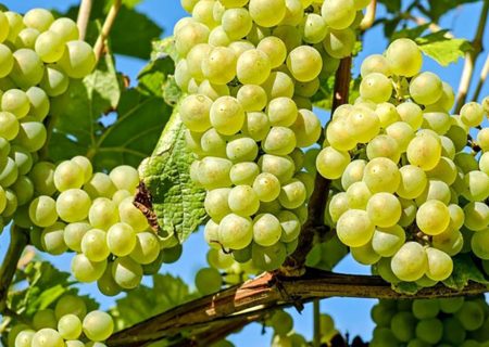 چشم‌انداز برداشت ۱۴ هزار تنی انگور در جوین