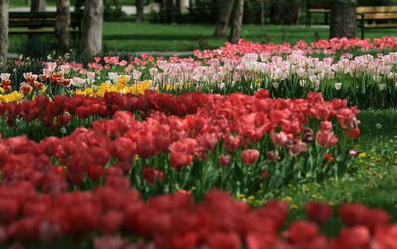 استقبال از بهار ۱۴۰۳، با کاشت ۱۵ میلیون بوته گل فصلی در شهر