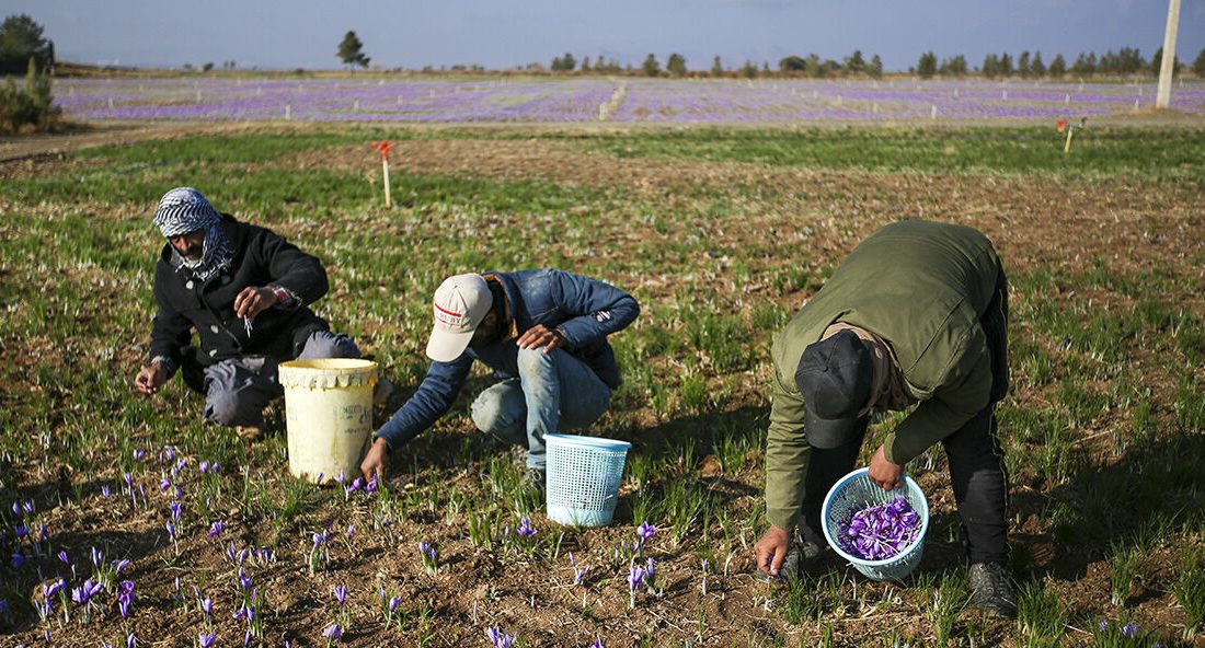 سیاه‌روزی گرانبهاترین ادویه دنیا