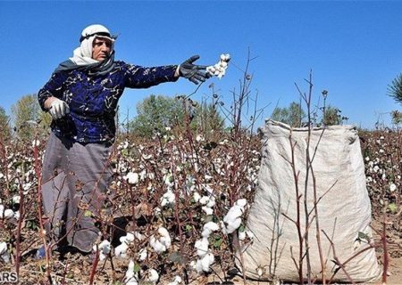آغاز برداشت پنبه از سطح ۷۷۰ هکتار زمین‌های کشاورزی خواف