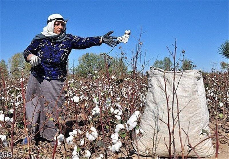 آغاز برداشت پنبه از سطح ۷۷۰ هکتار زمین‌های کشاورزی خواف
