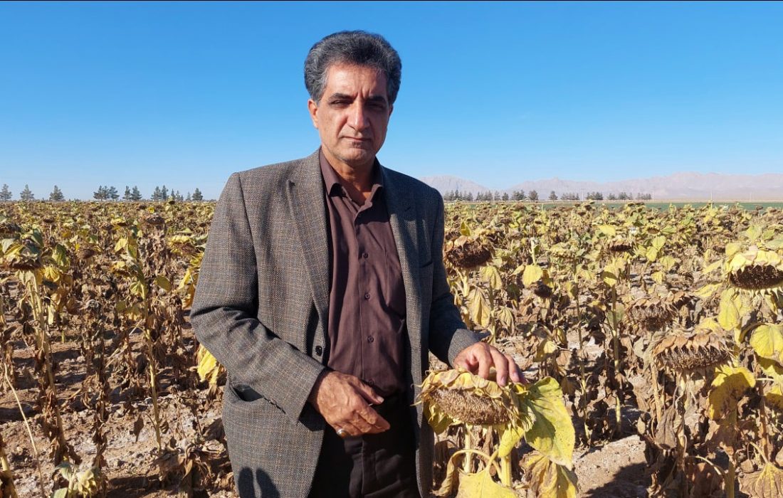 در آمد ۲۰۰ میلیارد ریالی کشاورزان بردسکنی از تولیدات آفتابگردان