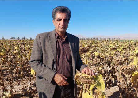 در آمد ۲۰۰ میلیارد ریالی کشاورزان بردسکنی از تولیدات آفتابگردان