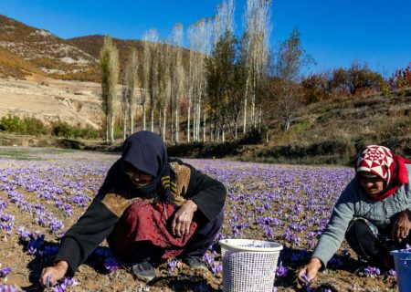 برداشت زعفران در گناباد ۵۰ درصد کاهش یافت