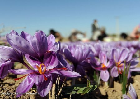 ۹۳ درصد تولید جهانی زعفران در اختیار ایران است