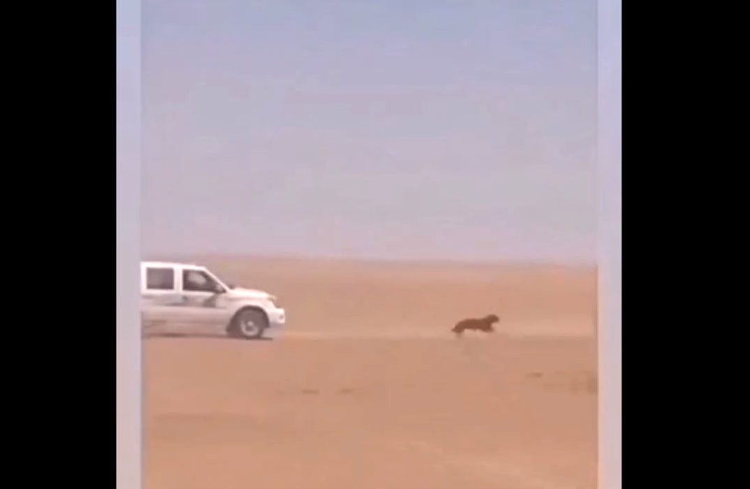 انتقام بی رحمانه از گرگی که به گله زده بود + فیلم باورنکردنی