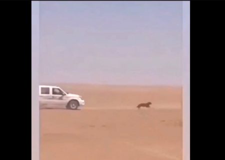 انتقام بی رحمانه از گرگی که به گله زده بود + فیلم باورنکردنی