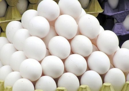 تخم مرغ های فله در خراسان رضوی دارای نشان تولید می شوند