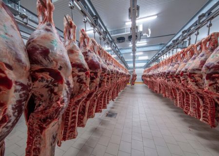 کاهش ۲۶ درصدی میزان تولید گوشت قرمز در خراسان رضوی