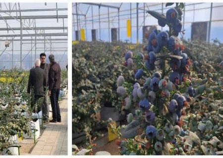 برداشت “بلوبری” از اولین گلخانه تولید این محصول در خراسان رضوی