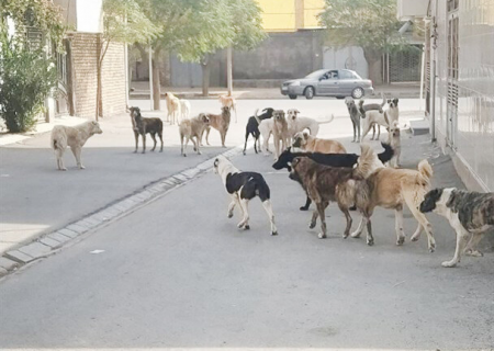 ۸۰ درصد حیوان گزیدگی‌ها در مشهد طی سال گذشته توسط سگ‌ها اتفاق افتاده است