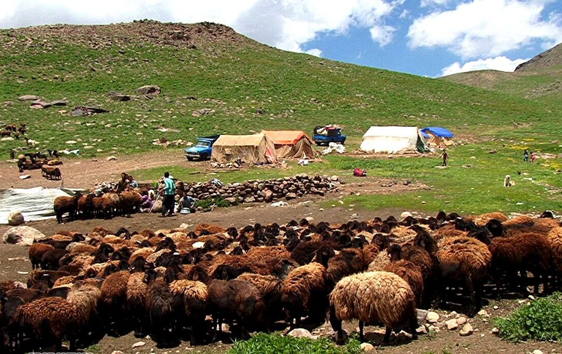 ۱۵ درصد گوشت قرمز خراسان رضوی توسط عشایر تولید می‌شود