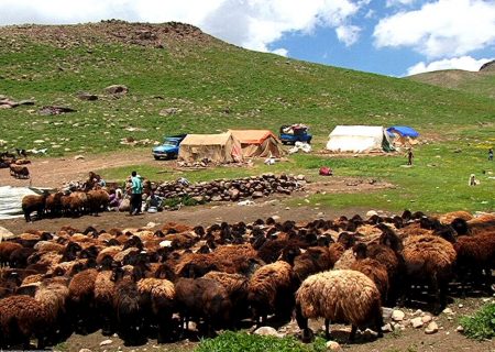 ۱۵ درصد گوشت قرمز خراسان رضوی توسط عشایر تولید می‌شود