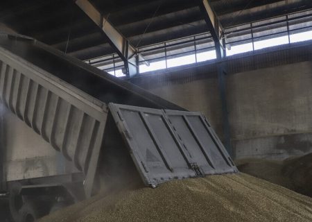 خرید تضمینی گندم در تایباد خراسان رضوی به ۲۲ هزار و ۵۰۰ تن رسید