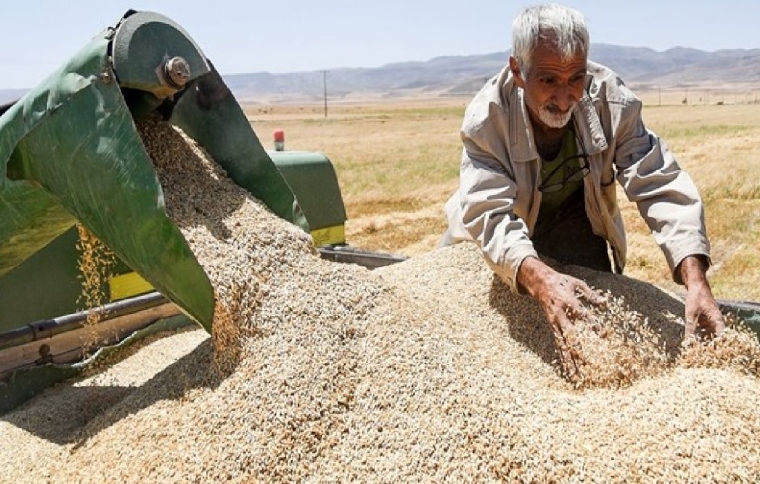 خرید تضمینی گندم در تایباد خراسان رضوی به ۲۲ هزار و ۵۰۰ تن رسید