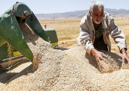 خرید تضمینی گندم در تایباد خراسان رضوی به ۲۲ هزار و ۵۰۰ تن رسید