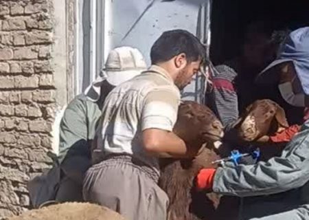 ایمن سازی۳۵هزار راس دام سبک و سنگین علیه بیماری شاربن درطرقبه شاندیز