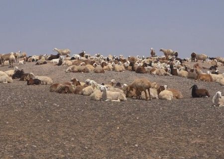 دامداران از چرای دام در گرمای شدید خودداری کنند