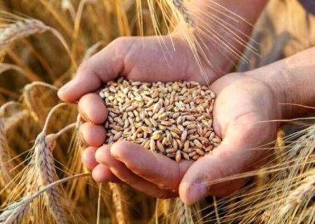 ۵۲۰۰ تن گندم مازاد بر نیاز کشاورزان خواف تحویل سیلوهای ذخیره گندم شد