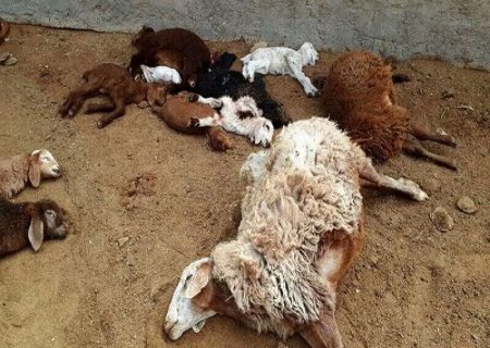 ۱۶۰ راس گوسفند بر اثر سقوط از ارتفاعات در کلات خراسان رضوی تلف شدند