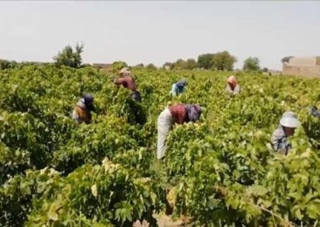 لزوم جمع‌آوری محصولات باغی توسط کشاورزان از باغات خراسان رضوی