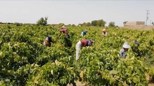 لزوم جمع‌آوری محصولات باغی توسط کشاورزان از باغات خراسان رضوی
