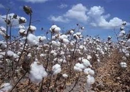 پیش‌بینی برداشت ۱۰ هزار تن پنبه از مزارع نیشابور