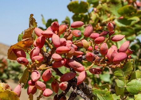سطح باغ‌های پسته تربت‌حیدریه سه هزار و ۲۰۰ هکتار است