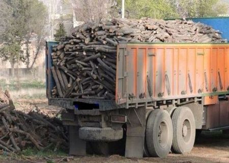 کدام شهرستان‌های خراسان رضوی بیشترین قطع درختان تاغ و قاچاق چوب را دارند؟