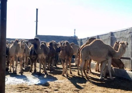 رونق تجارت در دل بیابان/ بردسکن قطب پرورش شتر در خراسان رضوی