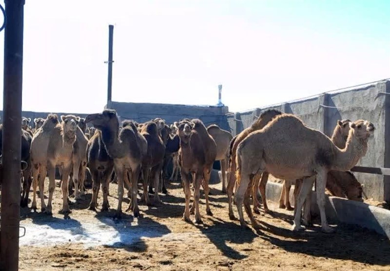 رونق تجارت در دل بیابان/ بردسکن قطب پرورش شتر در خراسان رضوی