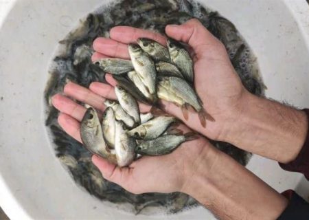رها سازی ۲۰۰ هزار بچه ماهی بین پرورش دهندگان در بردسکن