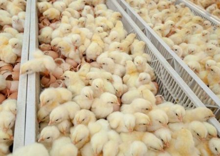 افزایش ۶۳ درصدی جوجه‌ریزی در رشتخوار