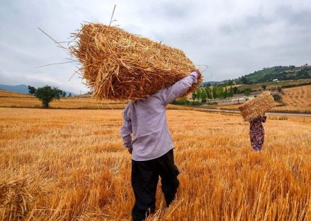 پیش‌بینی تولید ۹ میلیون تن گندم در سال جاری علی‌رغم کاهش ۳۰ درصدی بارندگی