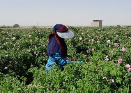 برگزاری دومین جشنواره گل و گلاب در بردسکن برای معرفی برند گل محمدی