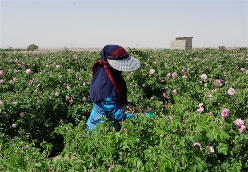 برگزاری دومین جشنواره گل و گلاب در بردسکن برای معرفی برند گل محمدی