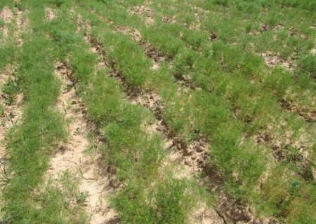 افزایش ۷ برابری سطح زیر کشت زیره سبز در زاوه طی ۵ سال اخیر